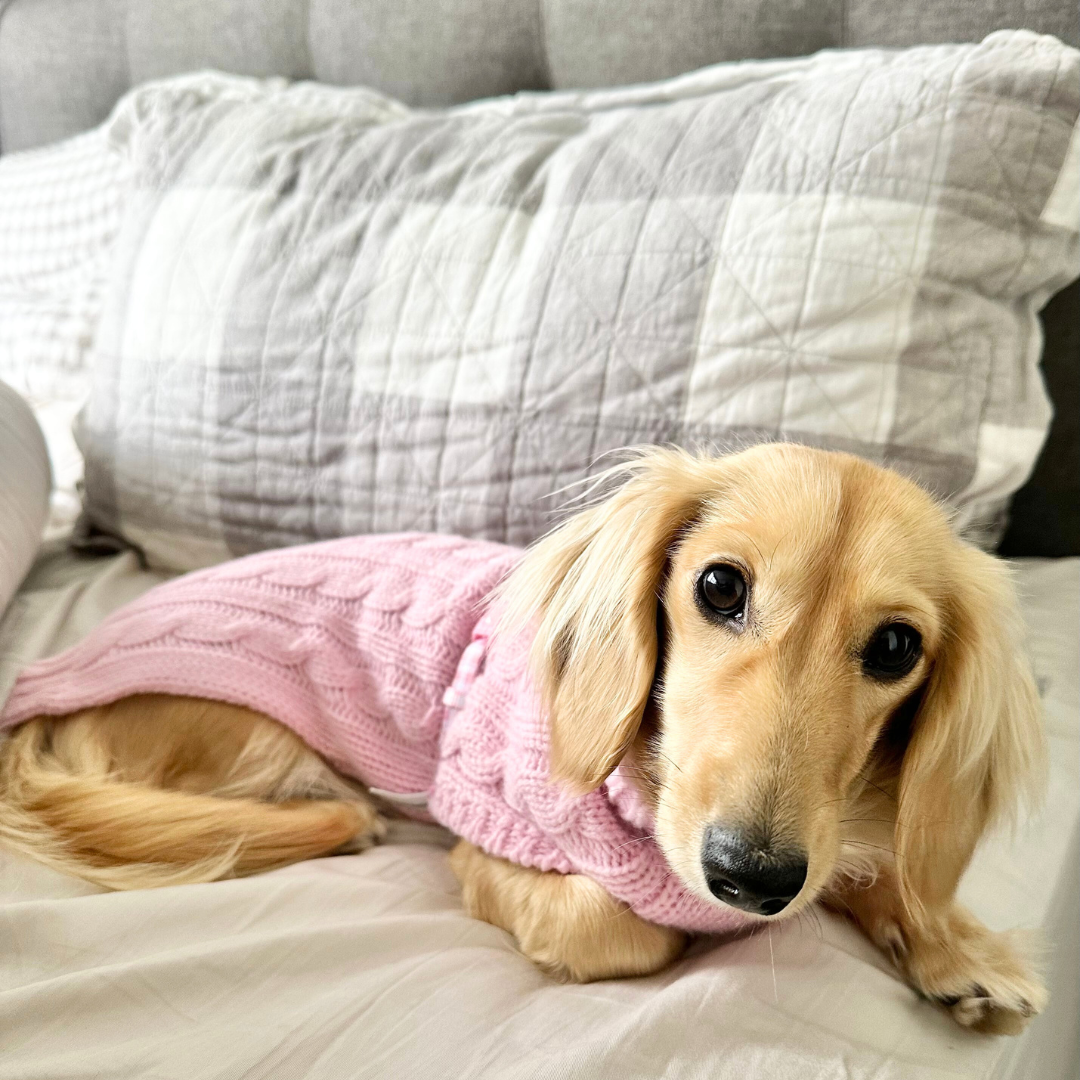 Dachshund winter sweater hot sale