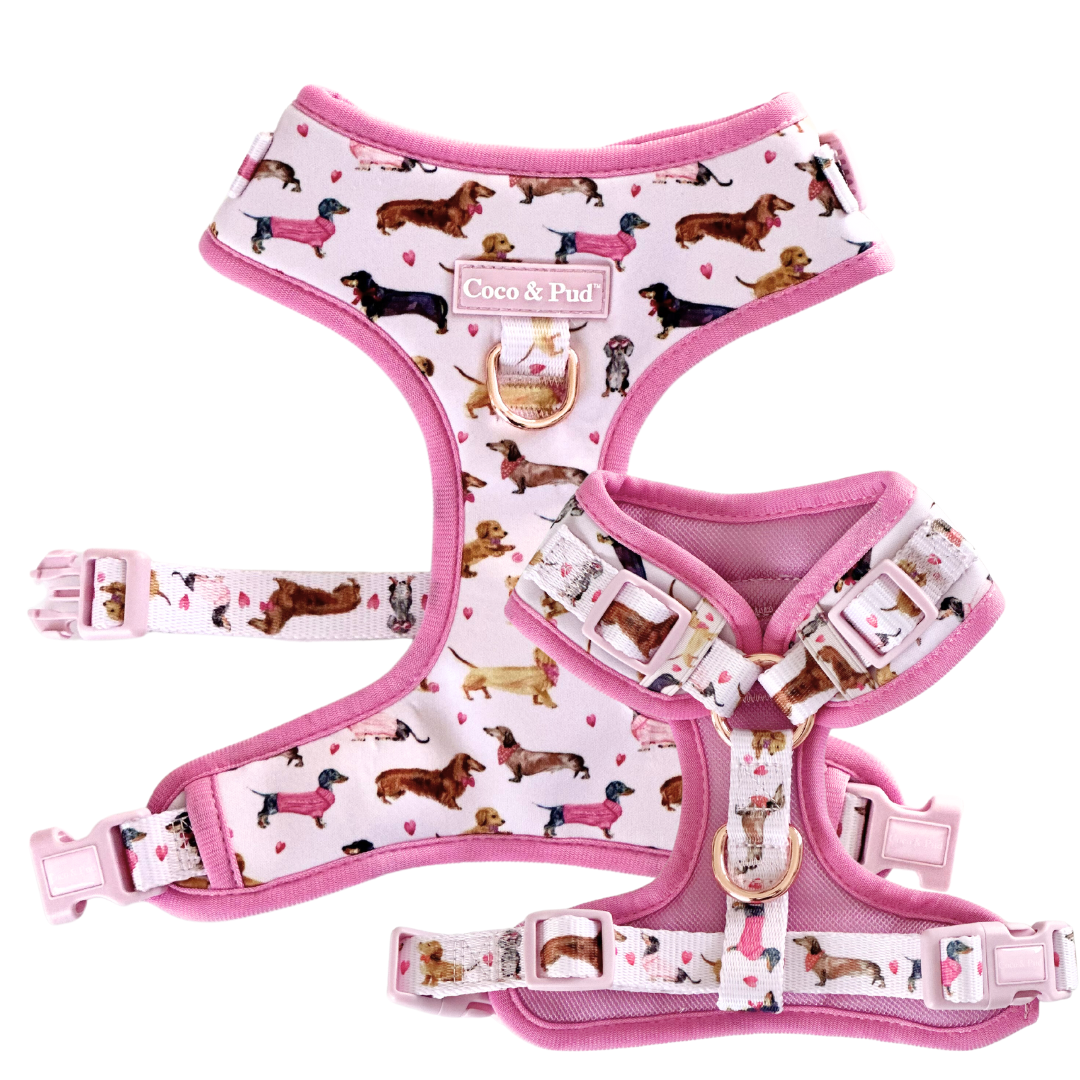 Powder Rose - Comfort Dog Harness