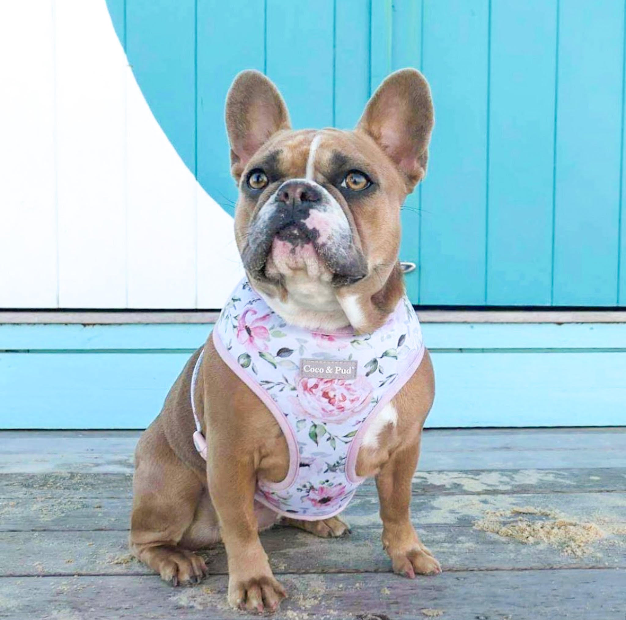 Coco & Pud Le Jardin Adjustable Dog Harness and Miss Milly the French Bulldog