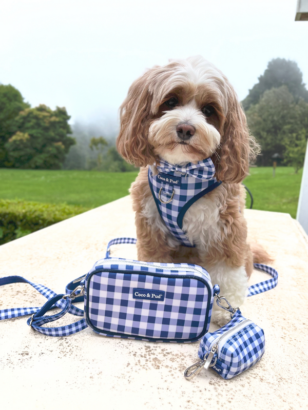 Coco & Pud Gingham French Navy Collection with Maisie the Cavoodle