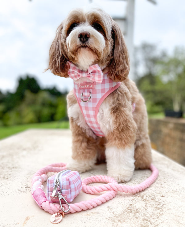Coco & Pud Gingham Rose Adjustable Harness on Cavoodle Maisie