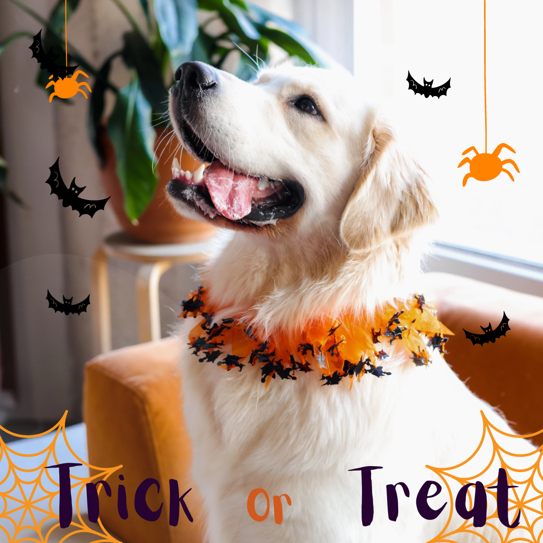 5 Spooktacular Reasons to Treat Your Dog This Halloween!