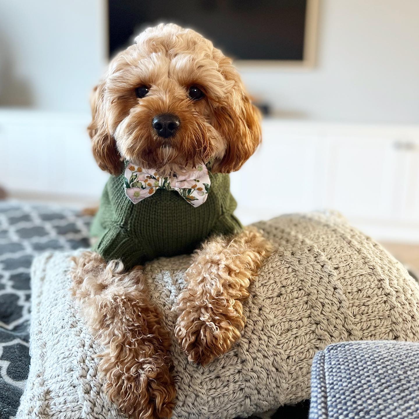 Dog Jumper Trixie Norwood Peach M