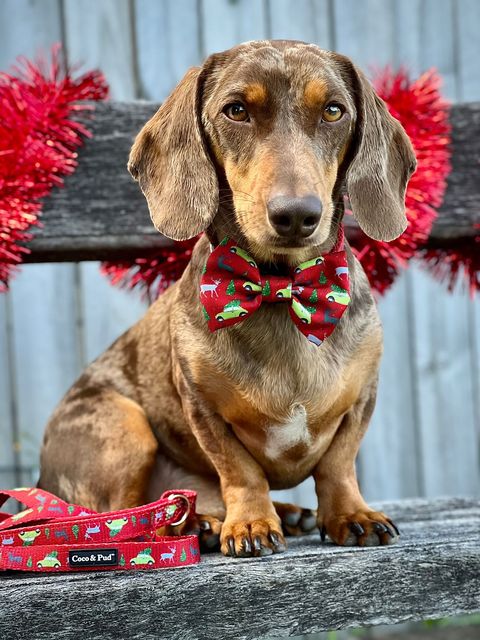 Coco & Pud Deck The Paws Christmas Puppy Harness