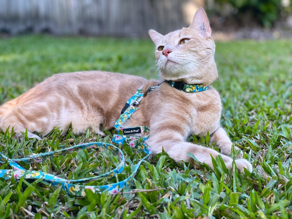 Flamingo Tropical Cat Harness