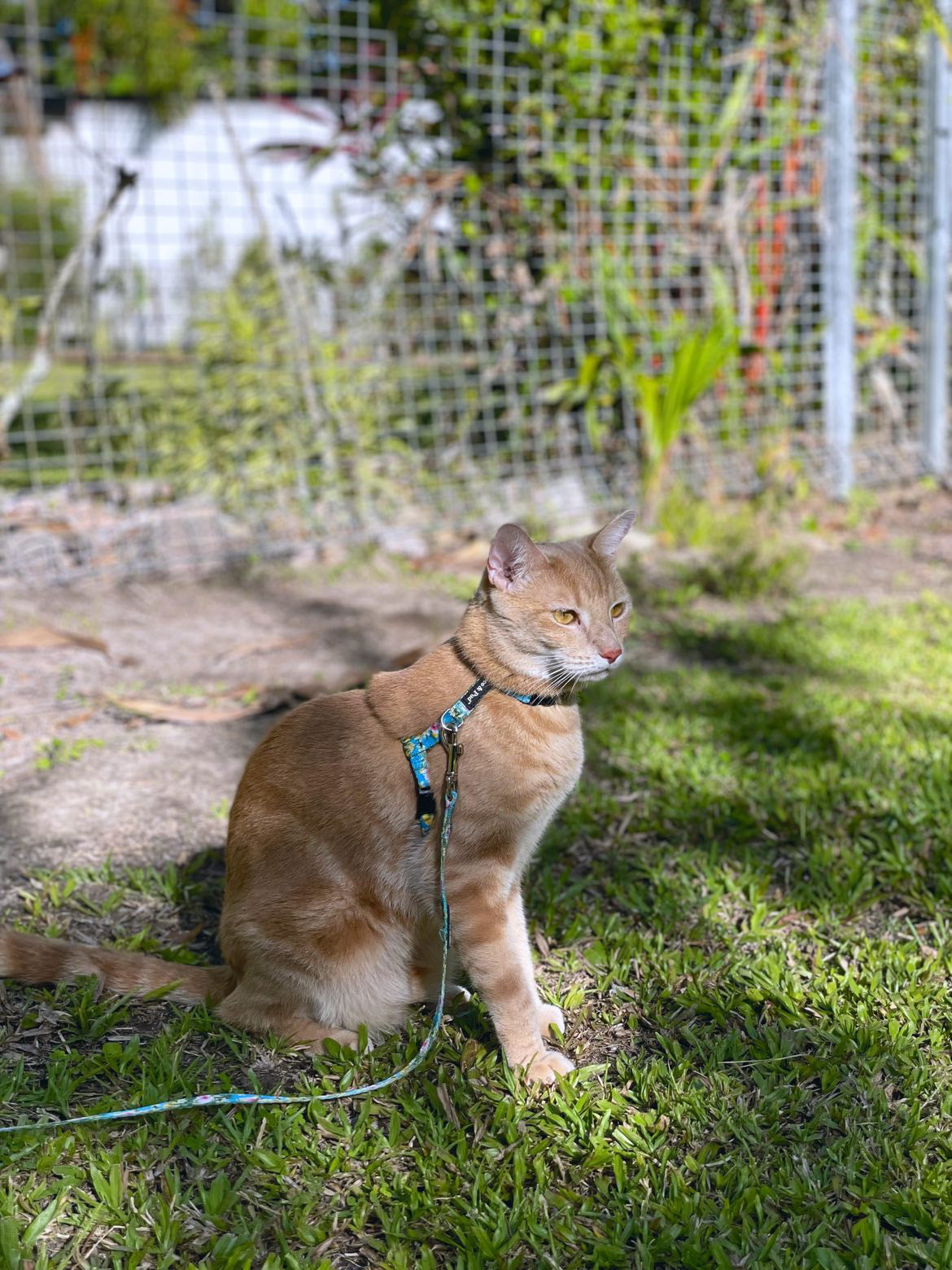 Flamingo Tropical Cat Harness