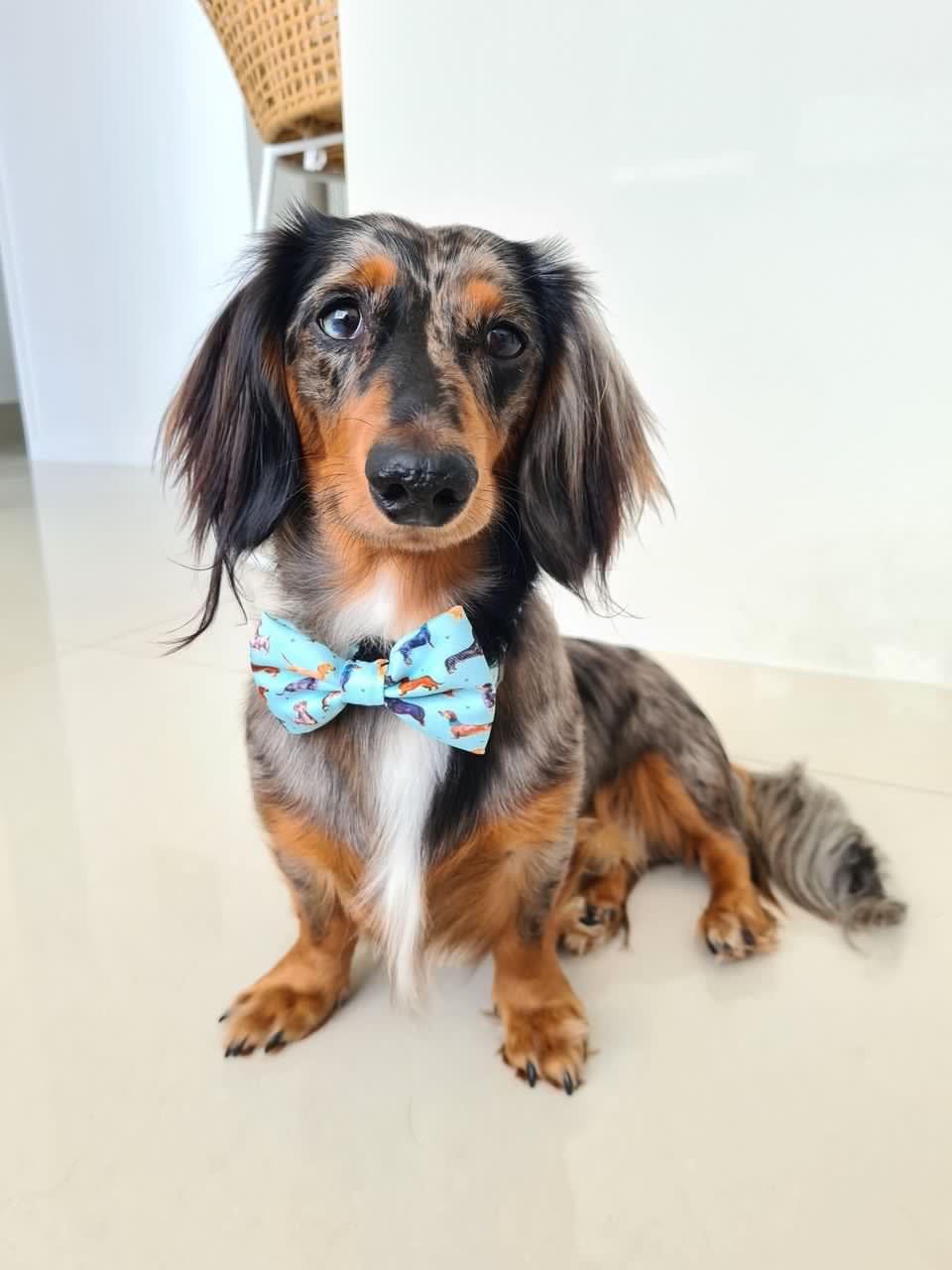 Doxie Love Puppy Harness by Coco &amp; Pud