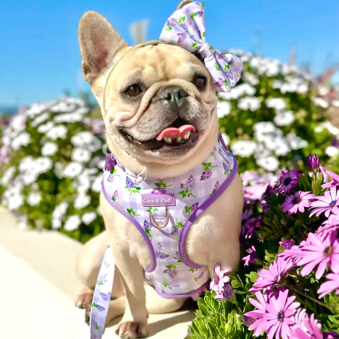 Daisy in Coco & Pud Lilac Gingham Adjustable Dog Harness