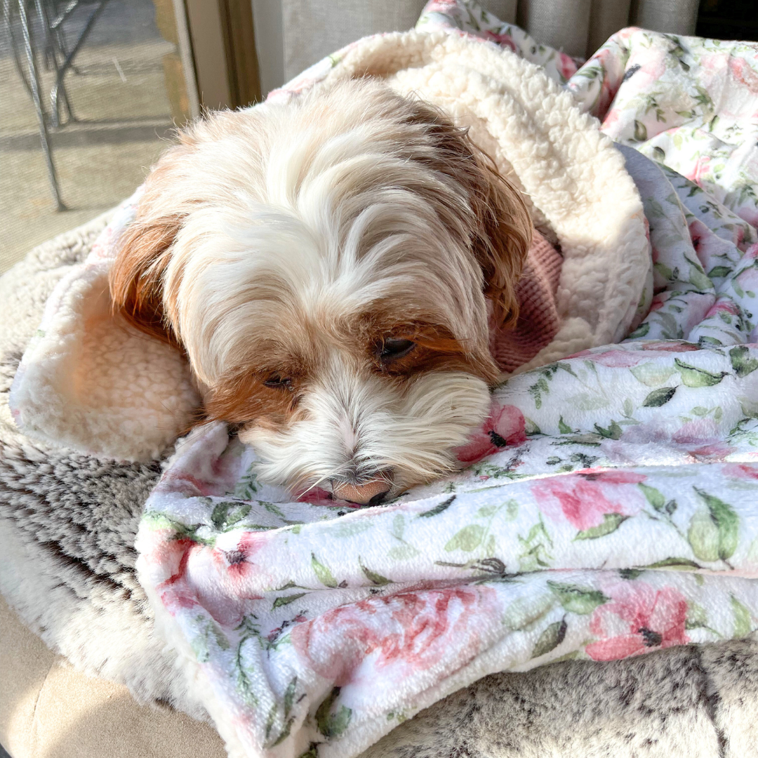 Coco & Pud Le Jardin Luxe Blanket & Maisie the Cavoodle