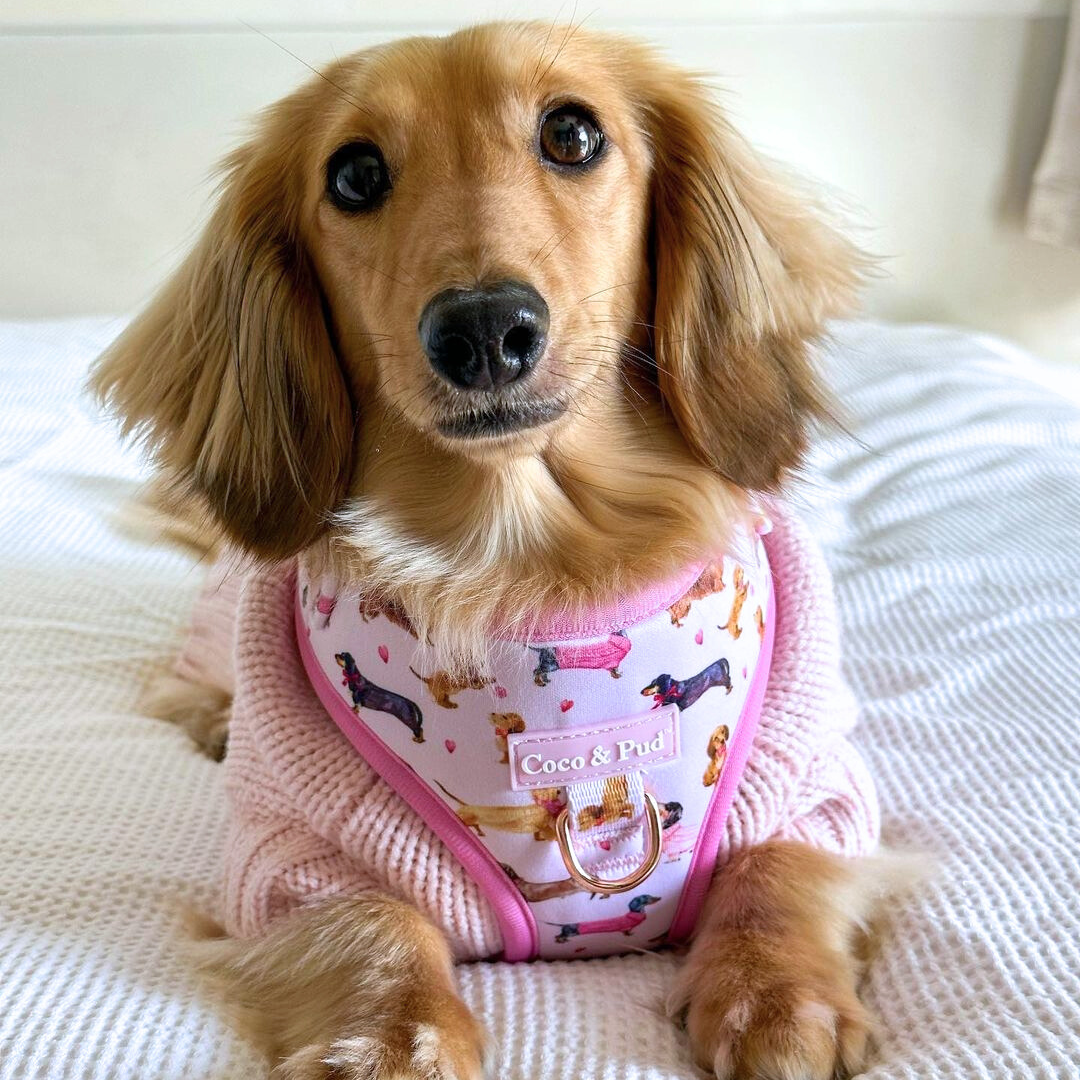 Puppy dog harness shop