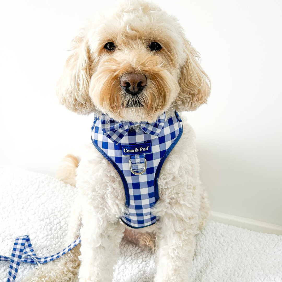 Gingham French Navy Adjustable Dog Harness