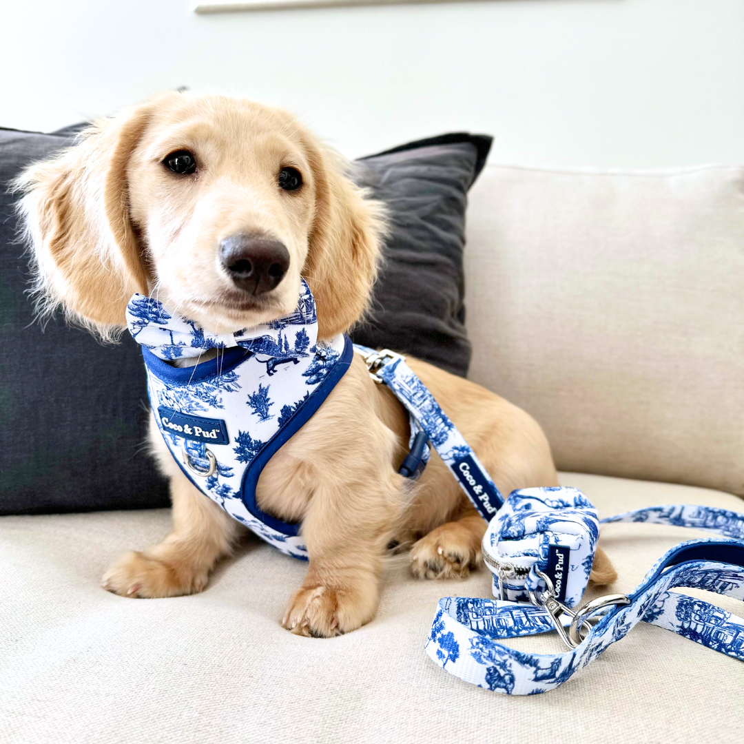 Puppy accessories online deals