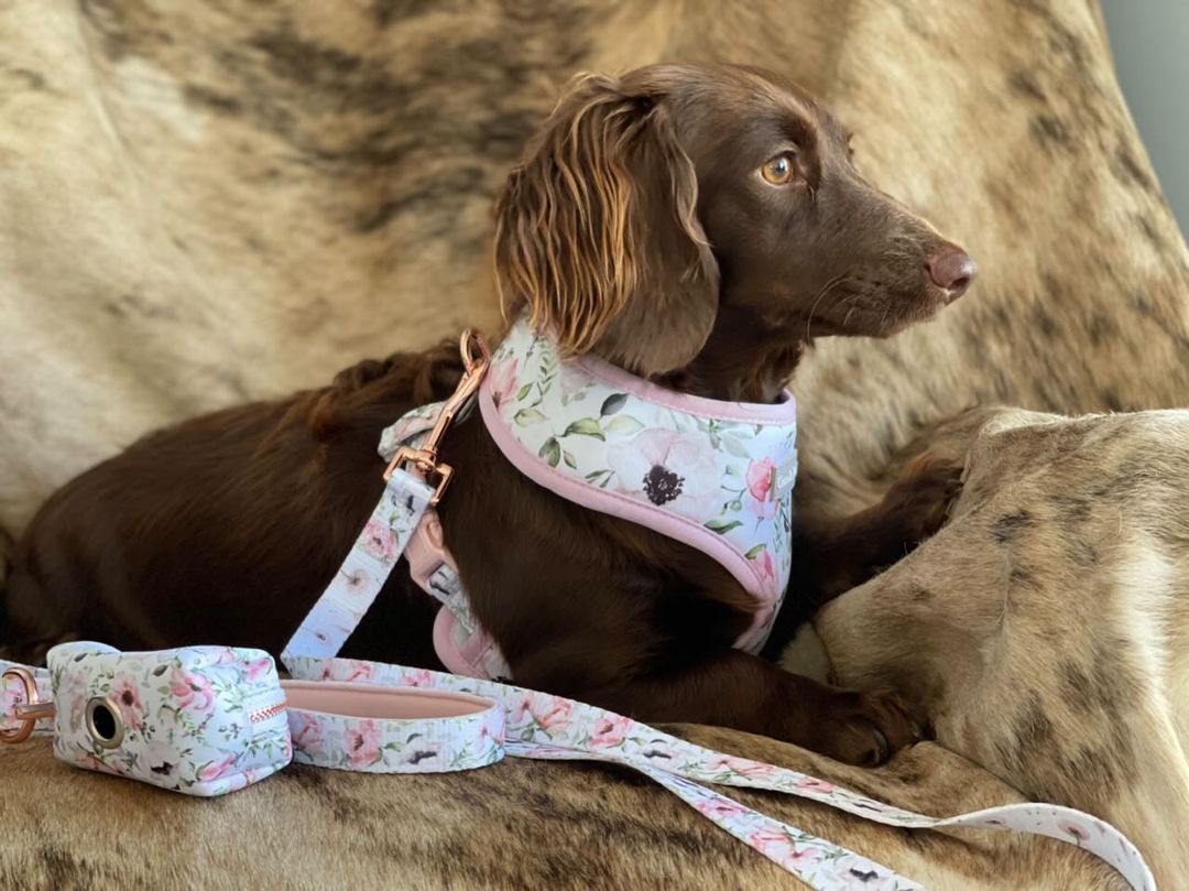 Coco & Pud Le Jardin Dog Harness with matching lead and waste bag on a brown Dachshund