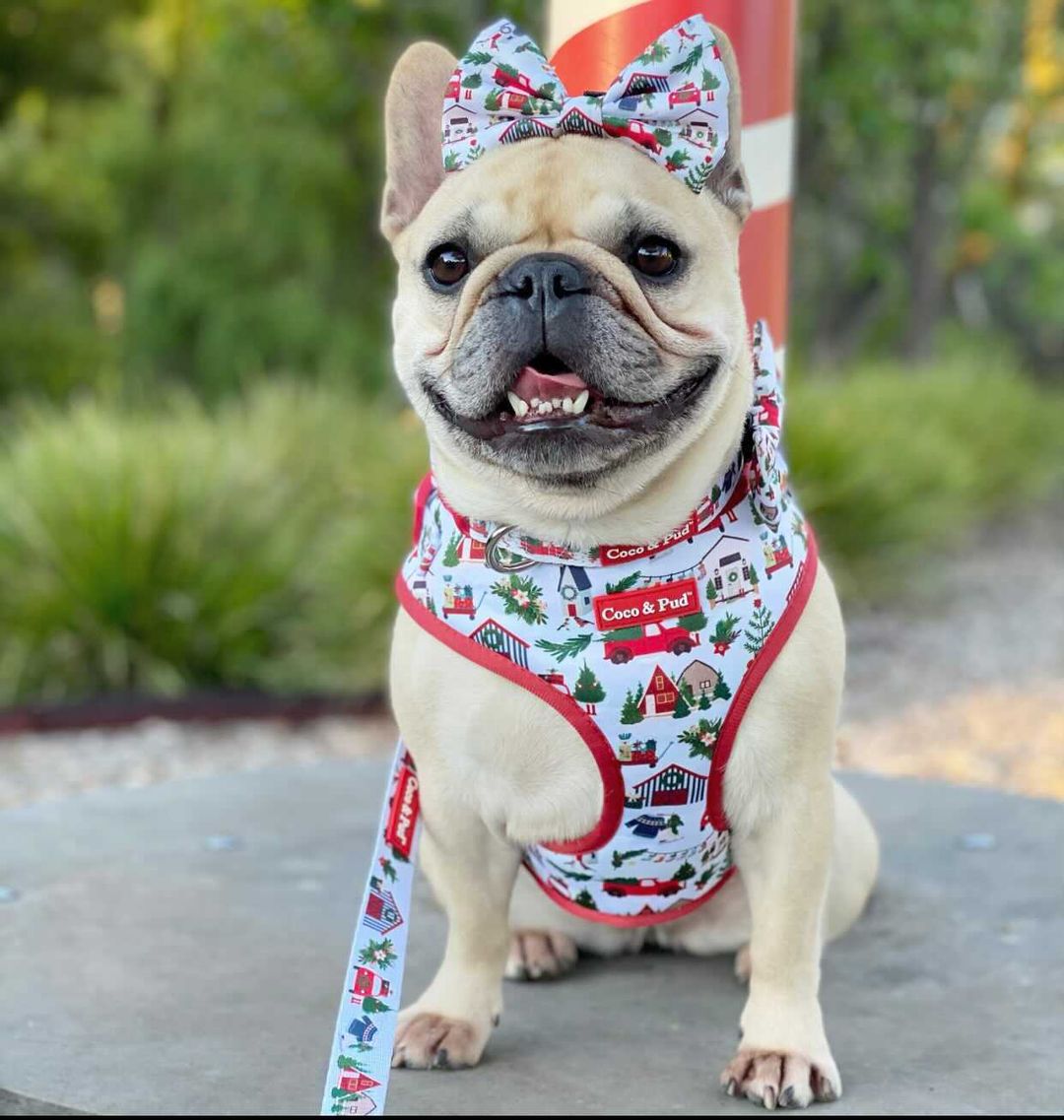 Home For Christmas Adjustable Dog Harness Coco Pud