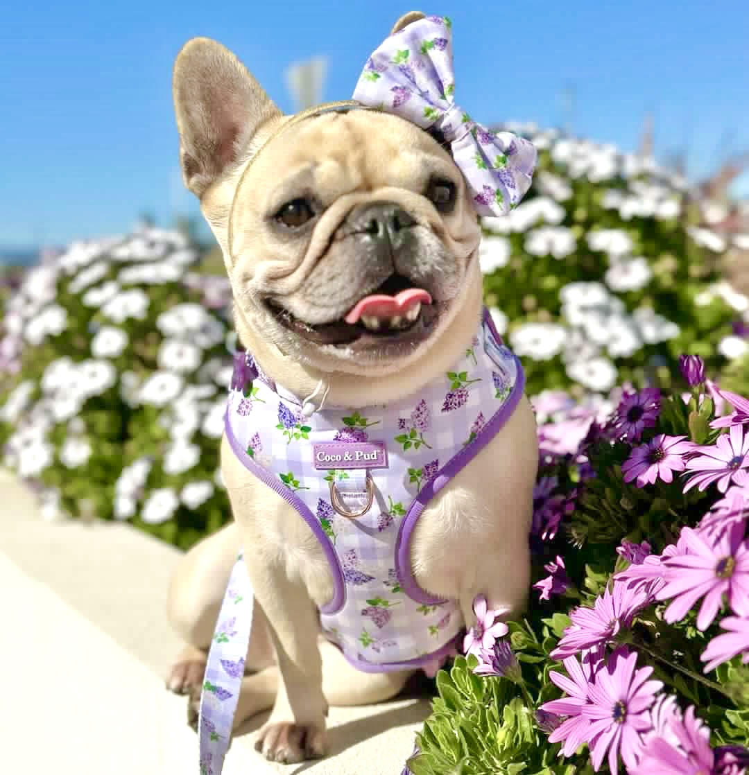 Coco & Pud Gingham Lilac Dog Harness and Leash with french bulldog