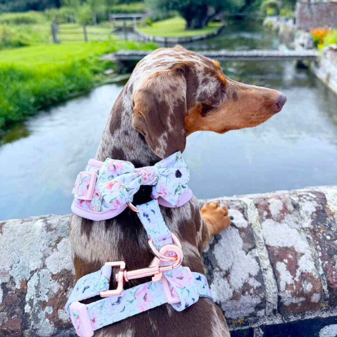 Dapplecoco in Coco & Pud Le Jardin Dog Harness
