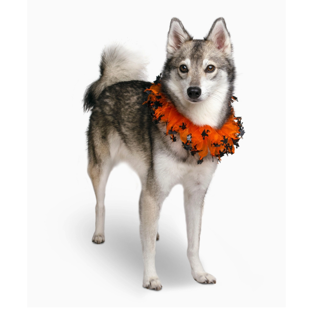 Coco & Pud Decorative Halloween Pet Collar