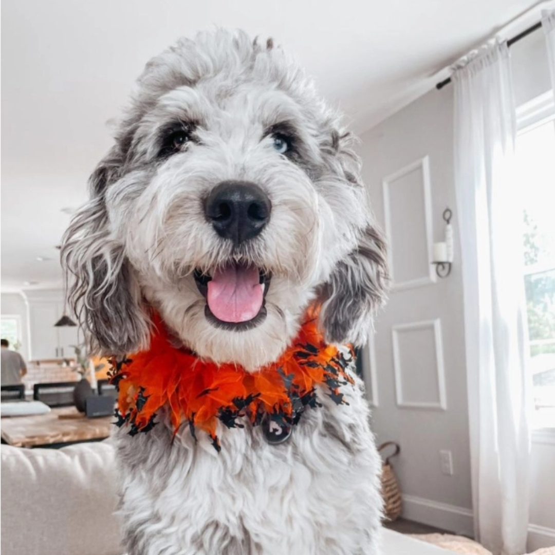 Coco & Pud Decorative Halloween Pet Collar