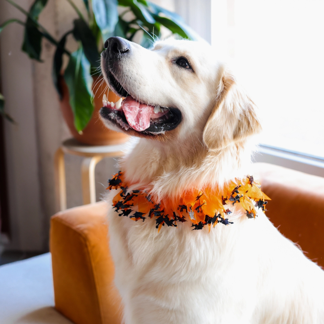 Coco and Pud Decorative Halloween Pet Collar
