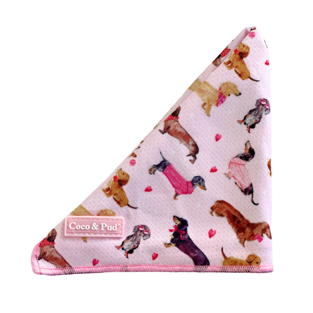 Miniature sales dachshund bandanas