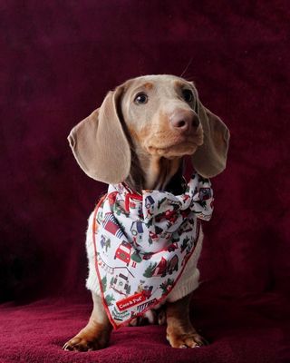 Home For Christmas Dog Bandana - Coco & Pud