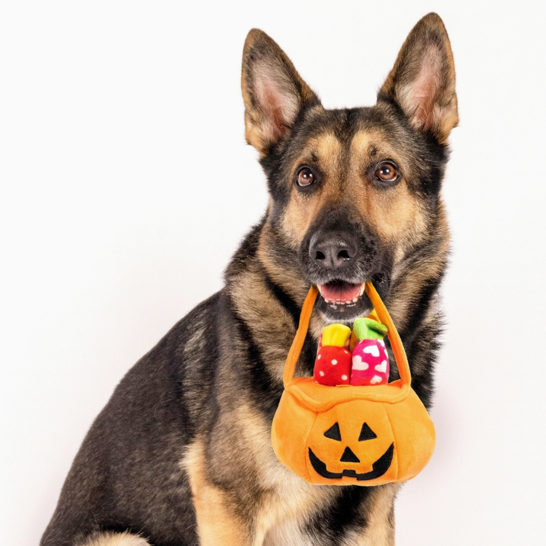 Coco & Pud Find A Toy Halloween Pumpkin Bucket Dog Toy