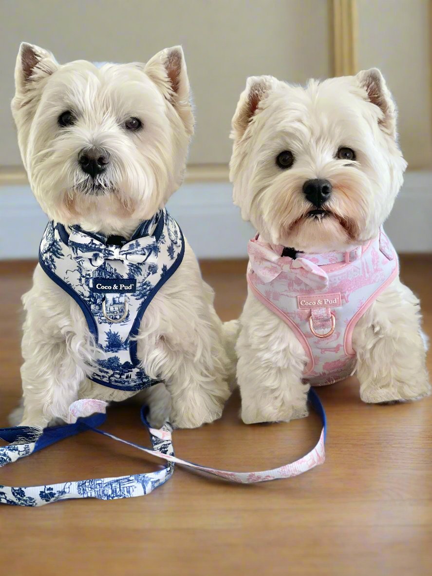 Toile de Chien Navy Adjustable Dog Harness