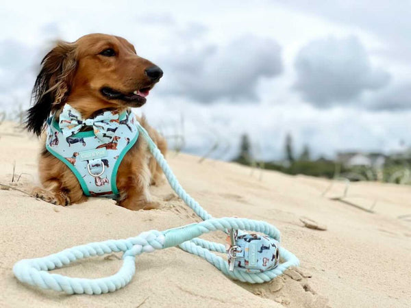 Henry in Coco & Pud Doxie Love & Azure Rope Dog lead