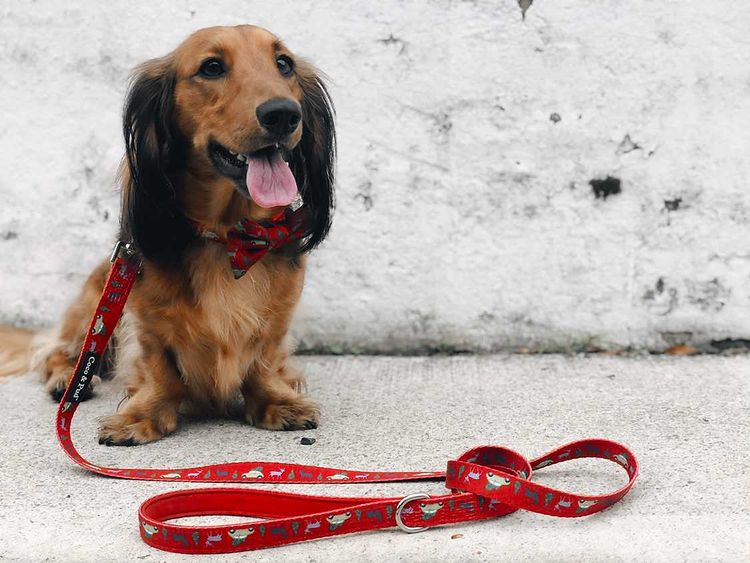 Coco & Pud Deck the Paws Christmas Puppy harness & Lead Set