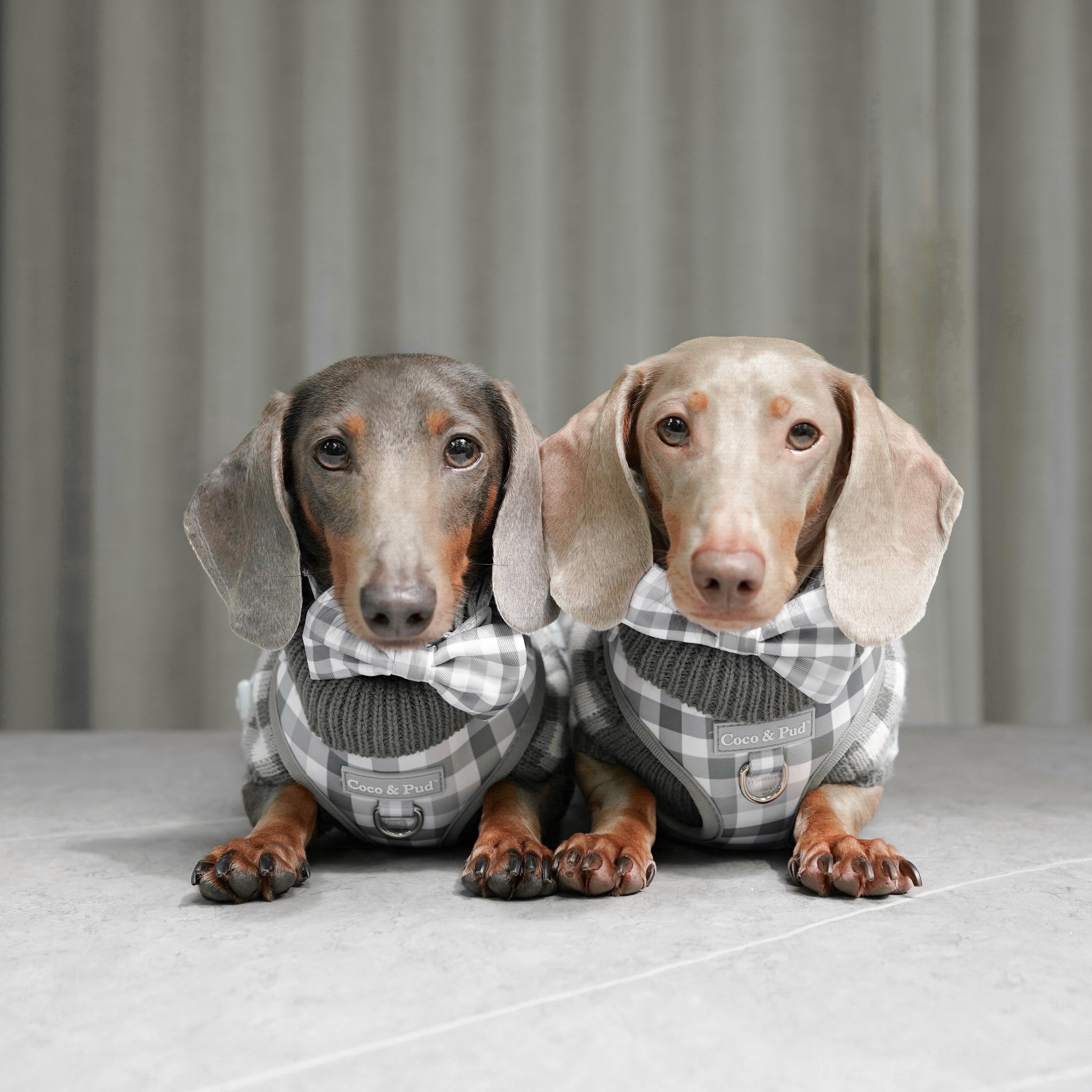 Coco & Pud Gingham Olive Grey Dog Bowties & Dog Harness
