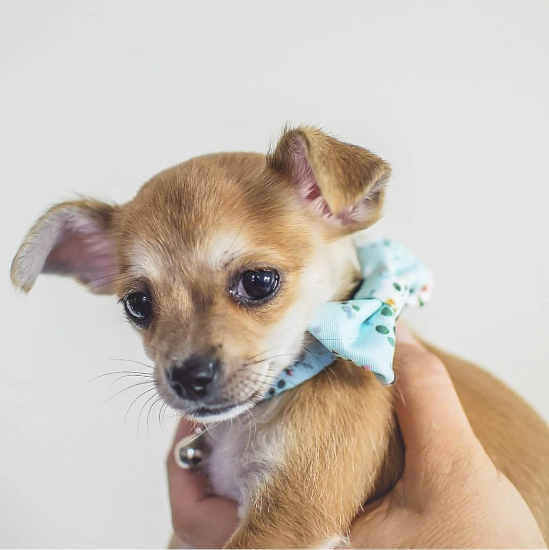 Coco & Pud French Azure Puppy Harness