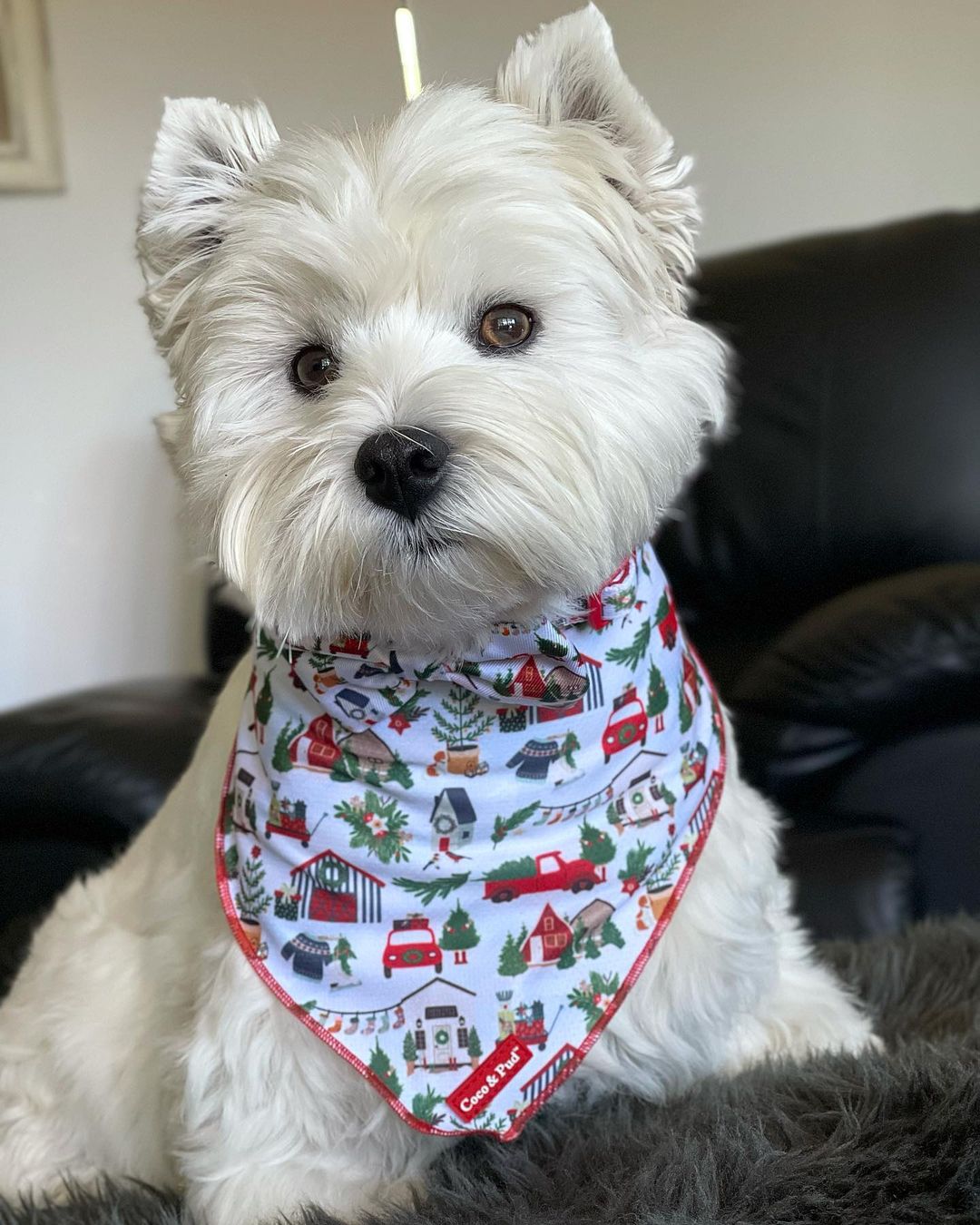 Home For Christmas Dog Bandana - Coco & Pud