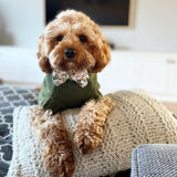 Kiki in Coco & Pud Coco Cable Olive Pet Sweater