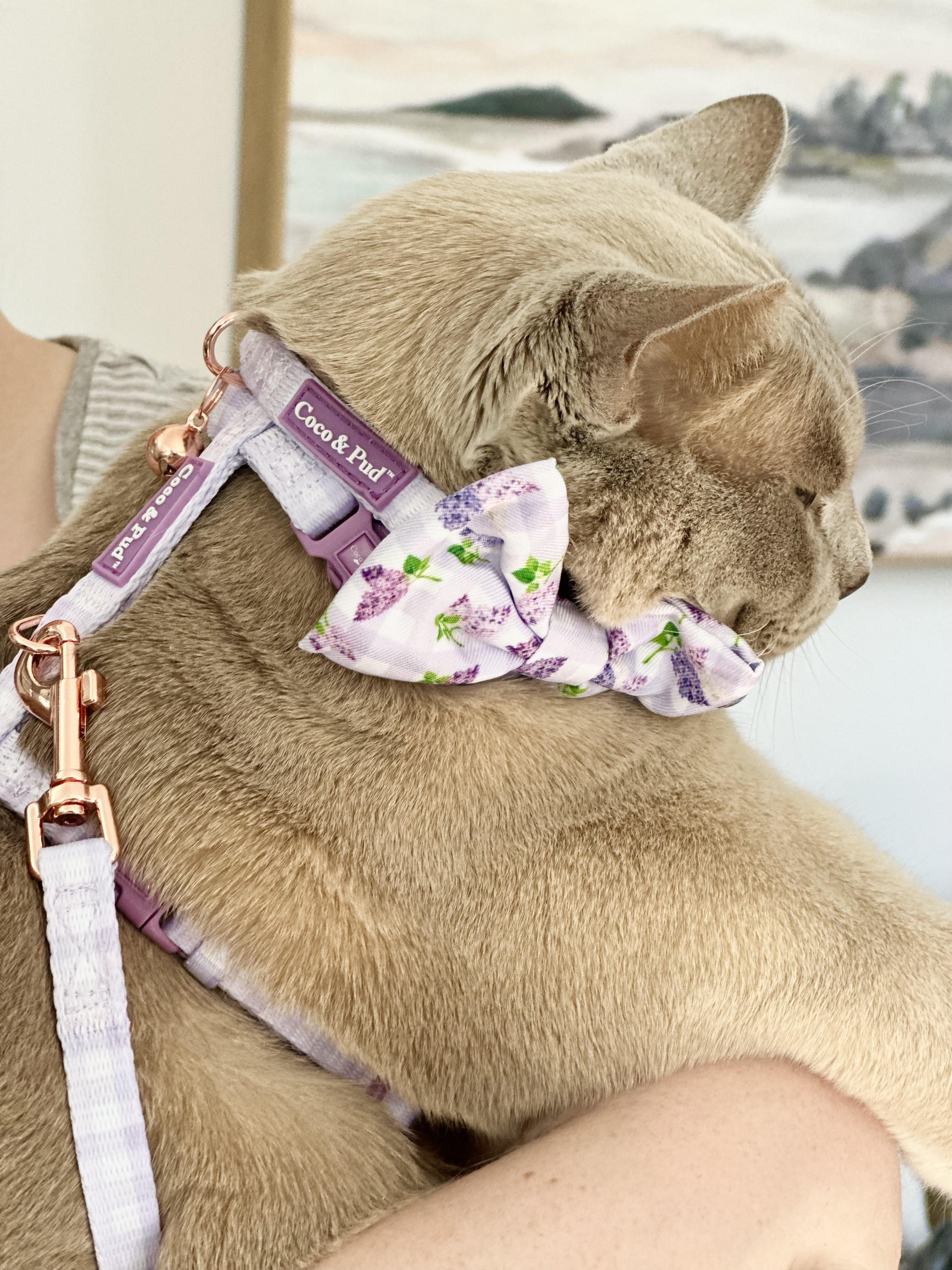 Moet in Coco & Pud Lilac Gingham Cat Harness & Cat Lead