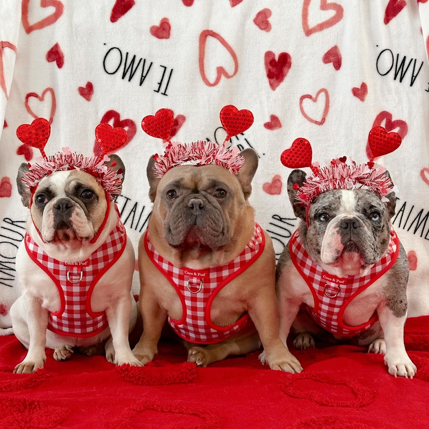 Coco & Pud Gingham Red Adjustable Harnesses with French Bulldogs