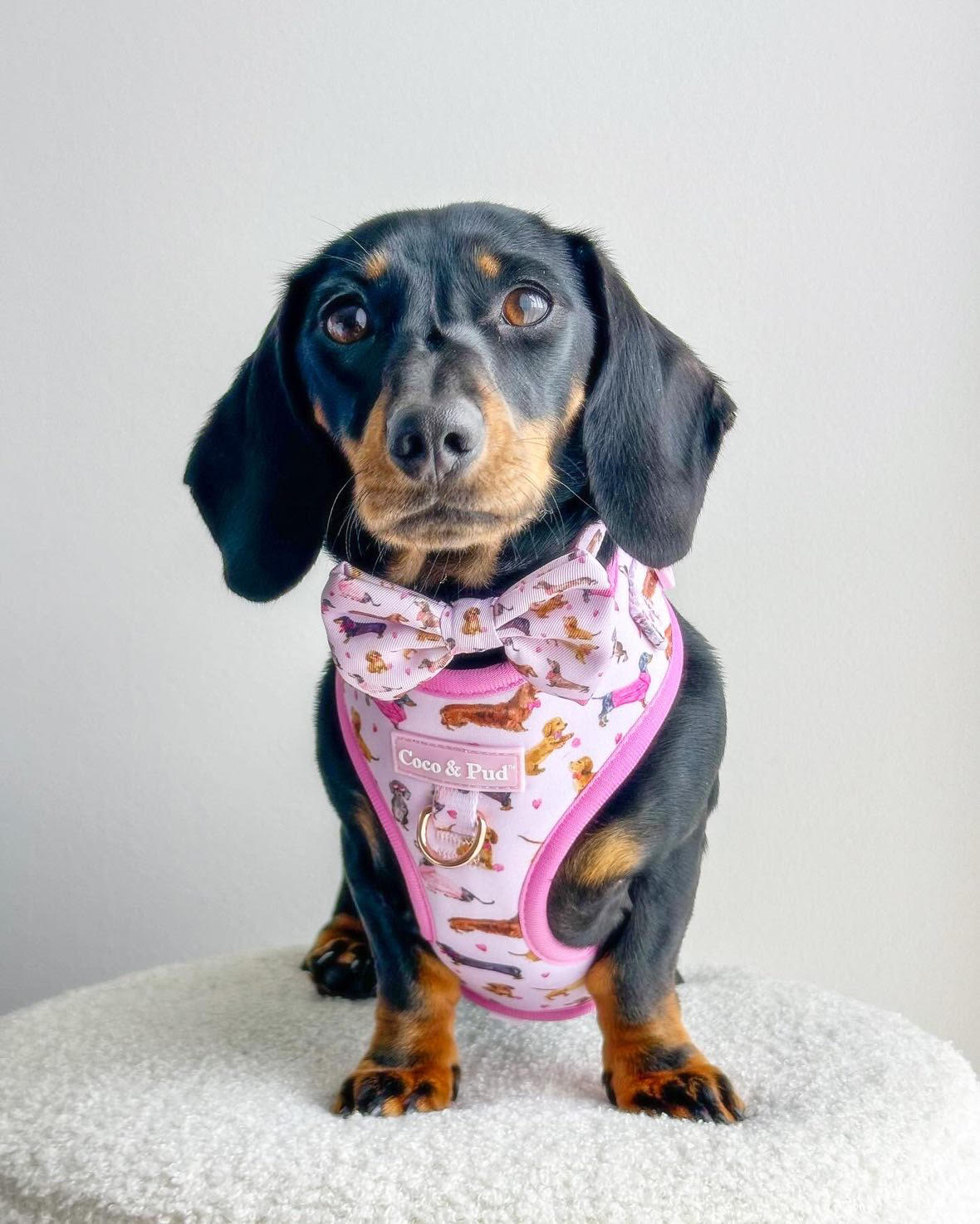 Coco & Pud Doxie Rose Dog harness
