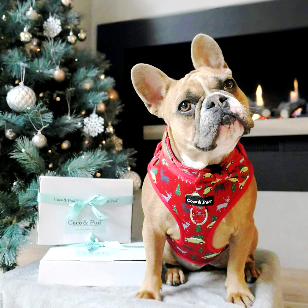 Christmas Treat Box Hamper - Deck the Paws