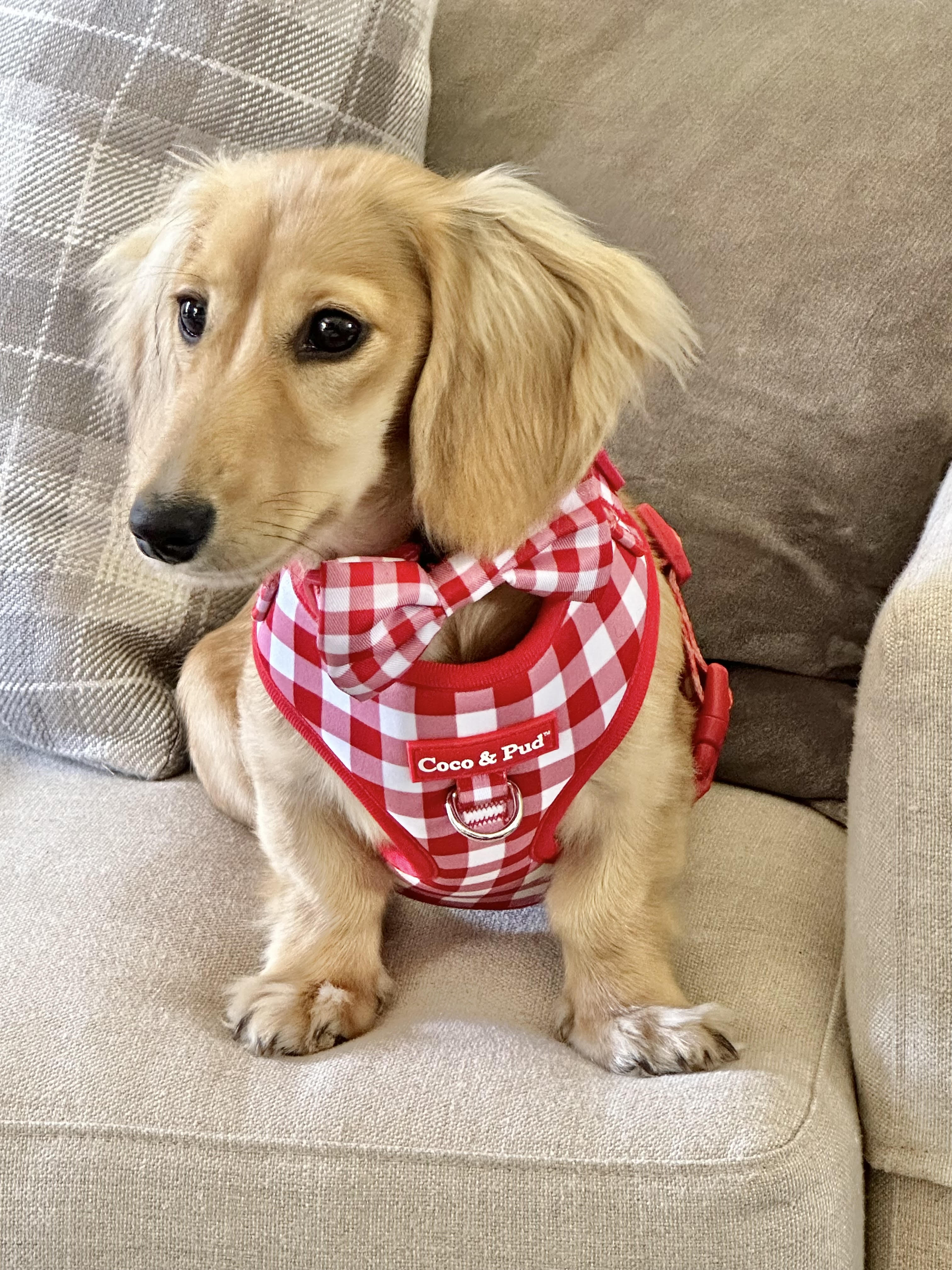 Coco & Pud Gingham Red Adjustable Harness and Mini Dachshund