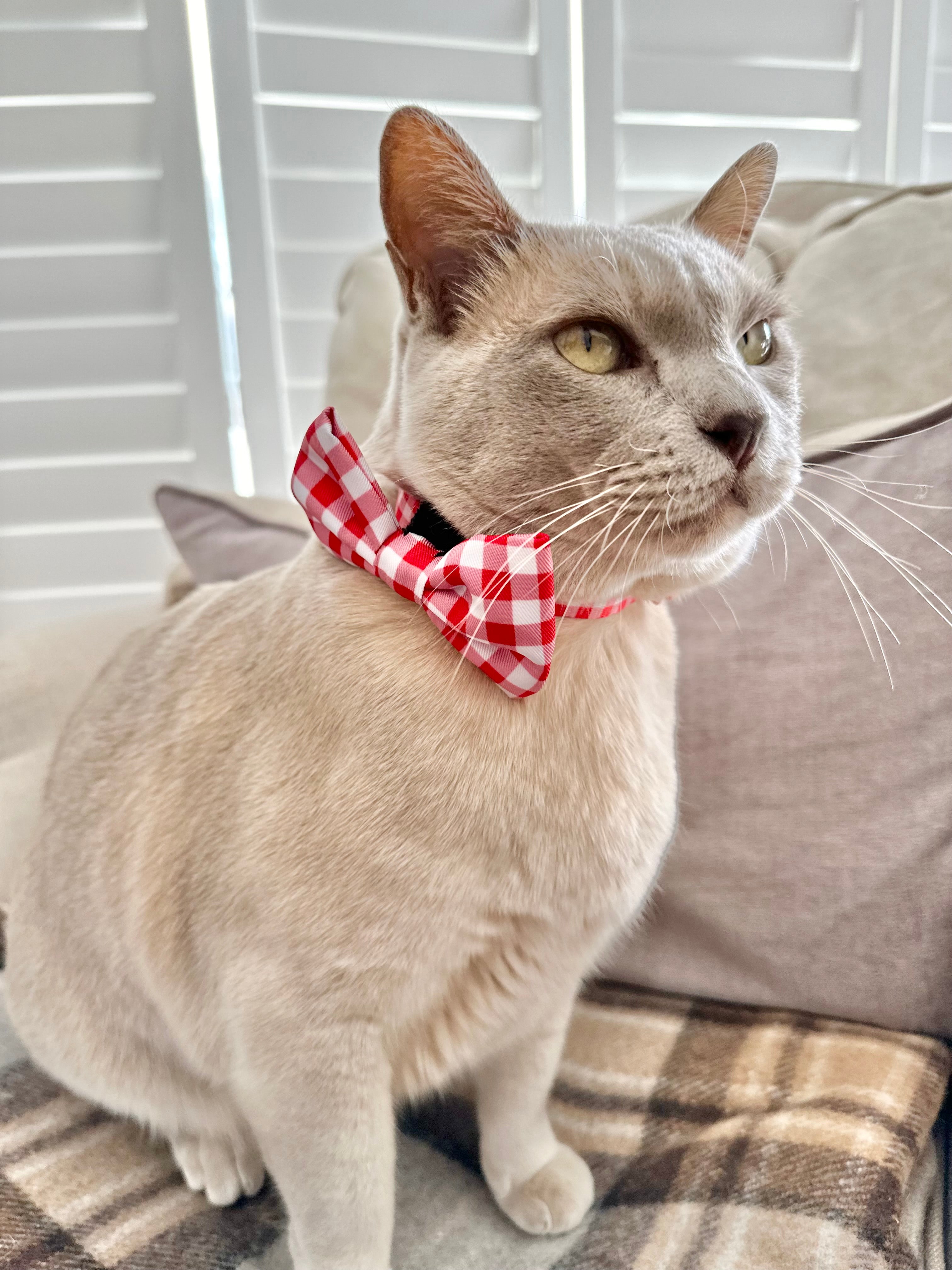 Moet in Coco & Pud Red Gingham Cat Collar & Bowtie