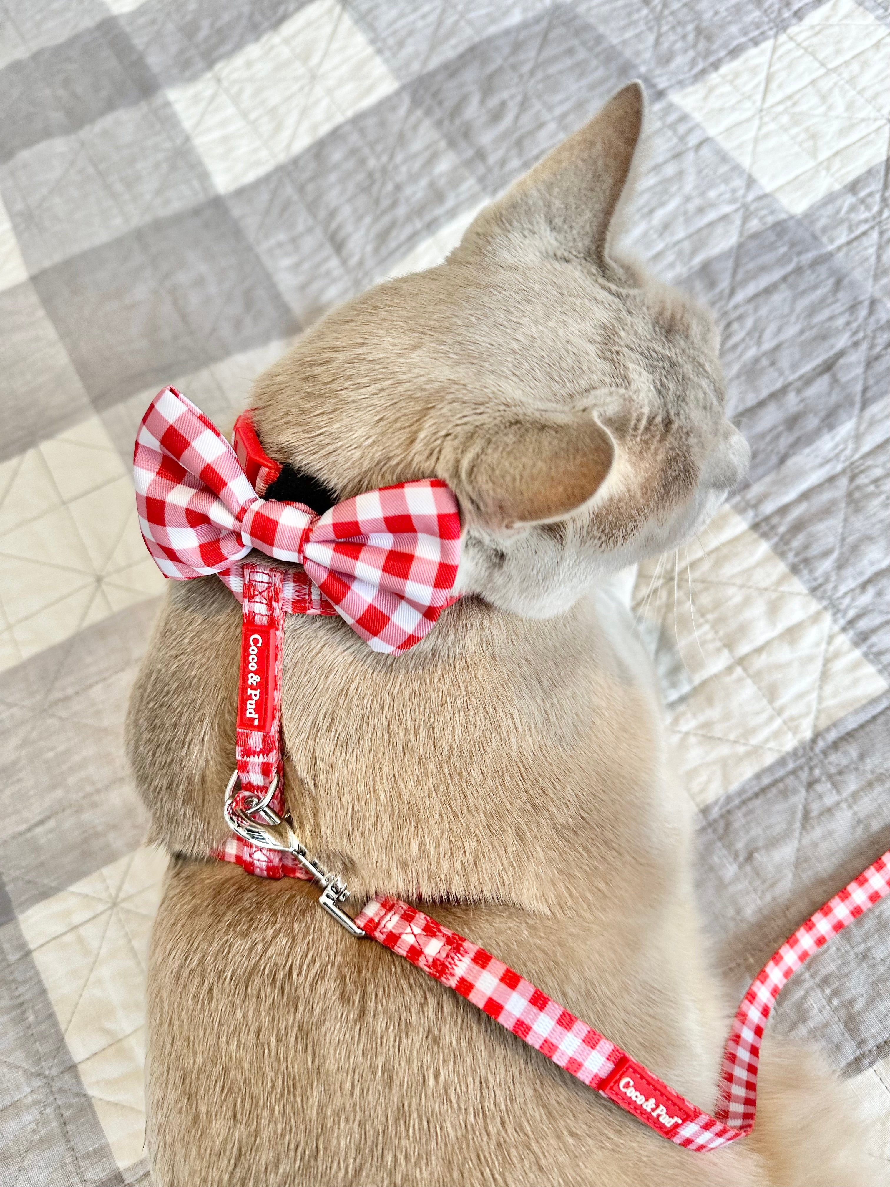 Moet in Coco & Pud Red Gingham Cat Harness and cat lad