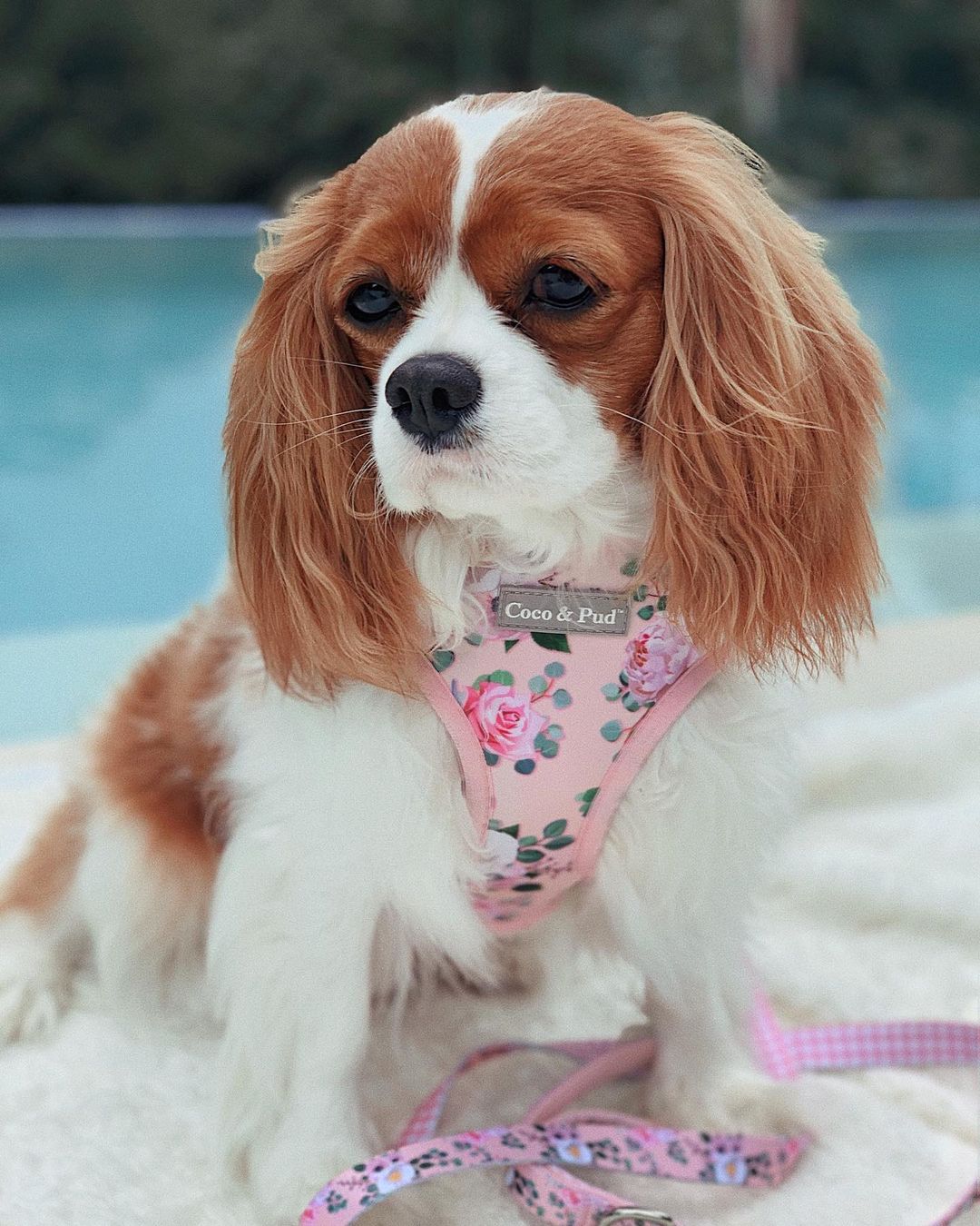 Coco & Pud Provence Rose Reversible Dog Harness