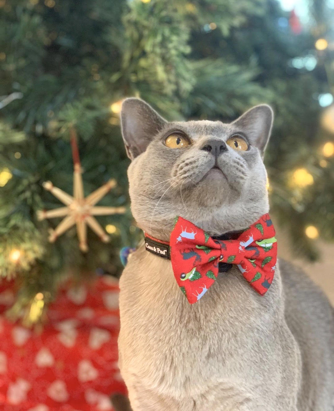 Coco & Pud Deck the Paws at Christmas Cat Collar & Bowtie