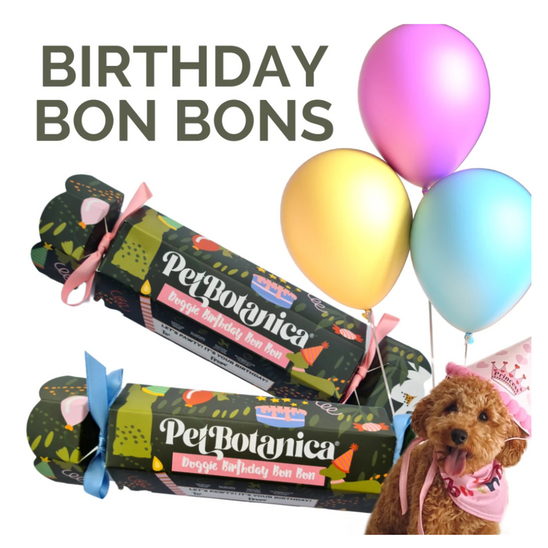 Coco & Pud Pet Botanica Doggie Birthday Bon Bon - Pink
