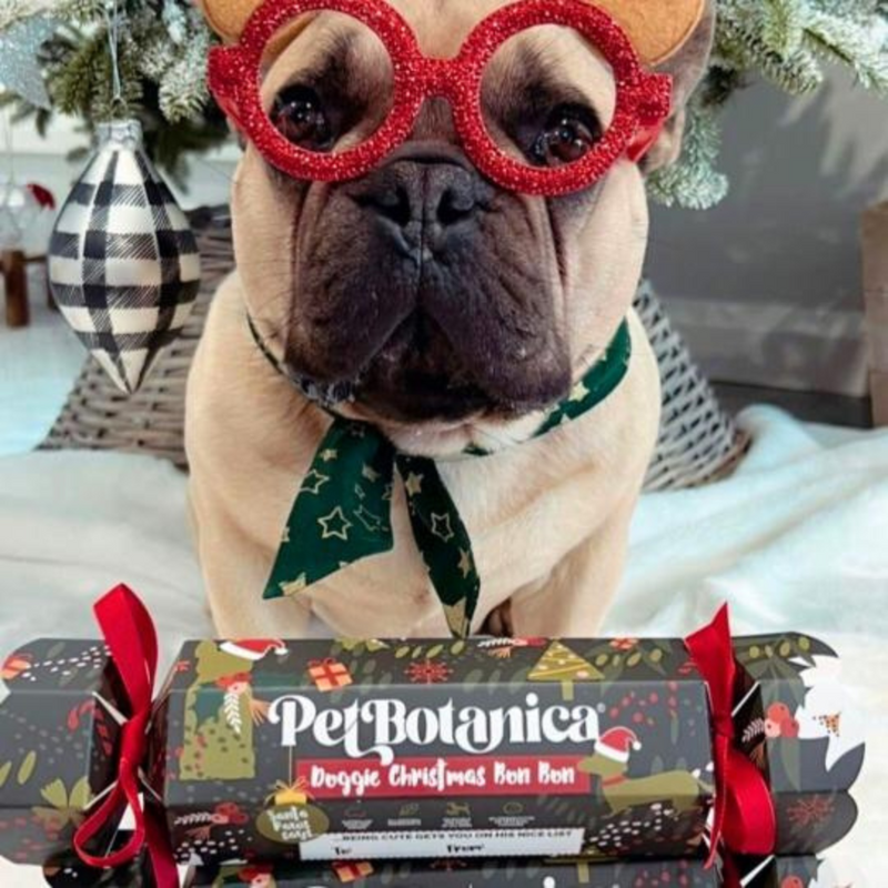Coco & Pud Pet Botannica Christmas Dog Bon Bon