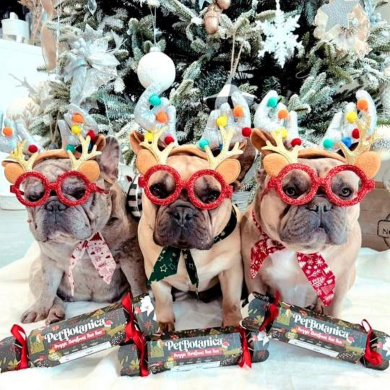 Coco & Pud Pet Botannica Christmas Pet Bon Bon