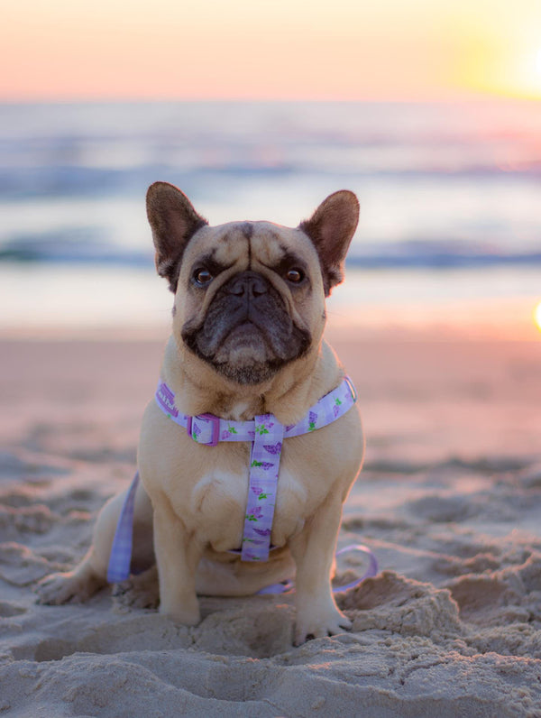 Coco & Pud - Polly Pops in Gingham Lilac UniClip Lite Dog Harness at sunset