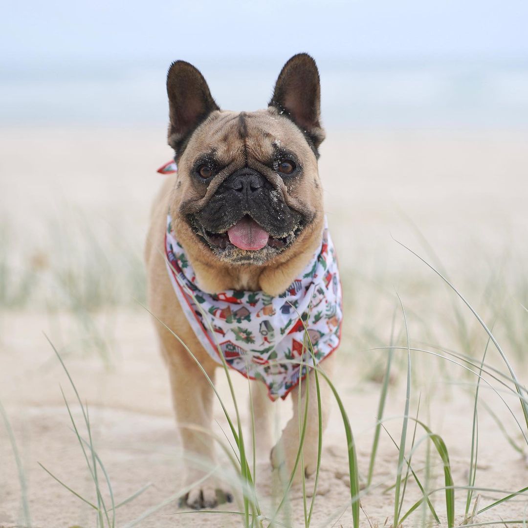 Home For Christmas Dog Bandana Coco Pud