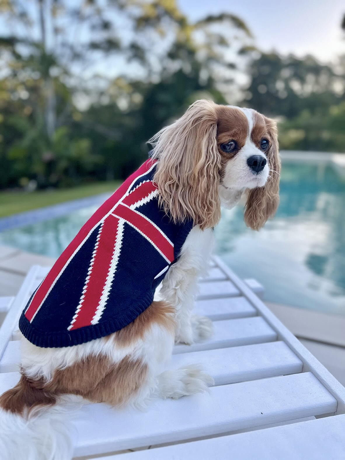 Union Jack Dog Sweater Coco & Pud 