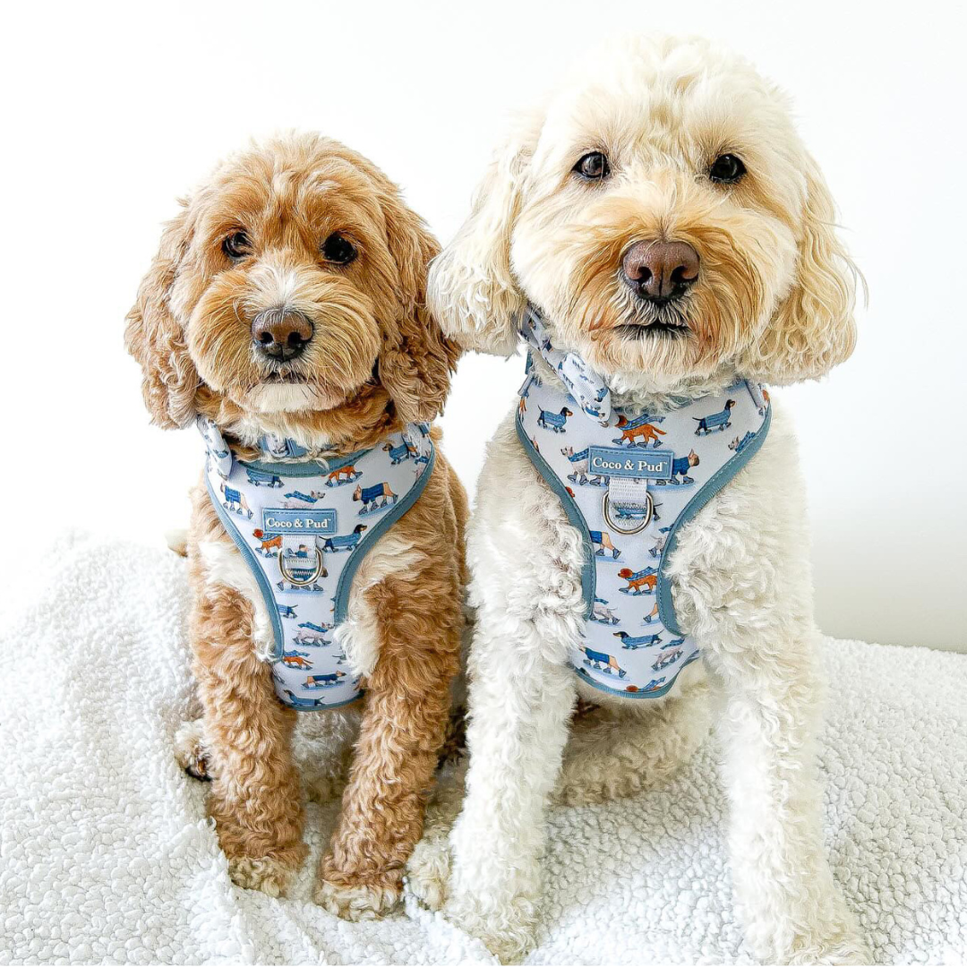 Coco Pud Online Pet boutique. Buy dog supplies designer pet