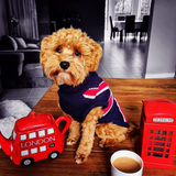 Barney in Coco & Pud Union Jack Dog Sweater